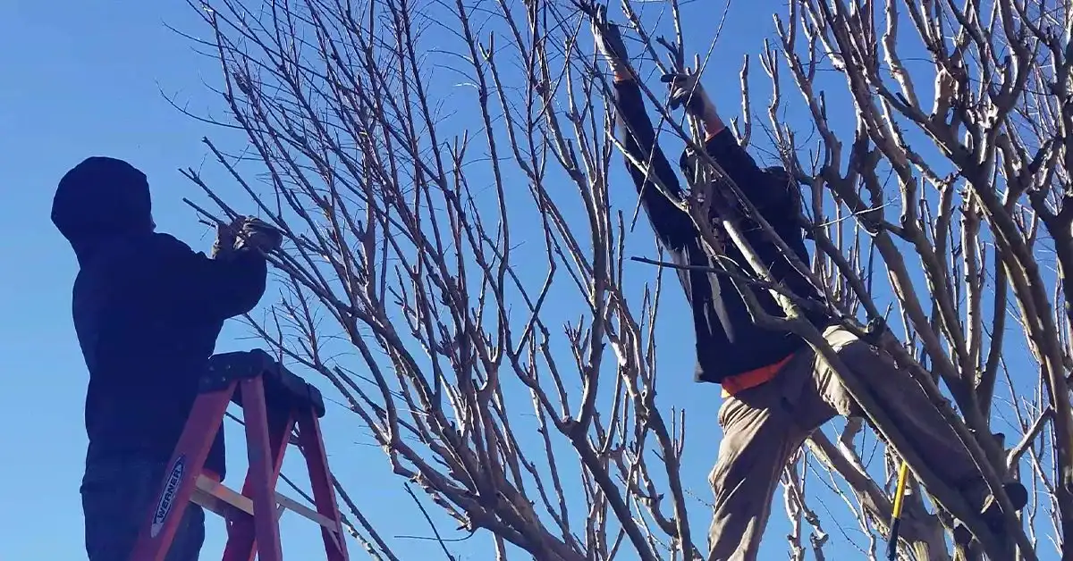 Fall Landscape Maintenance: Getting Your Richmond Yard Ready for Winter